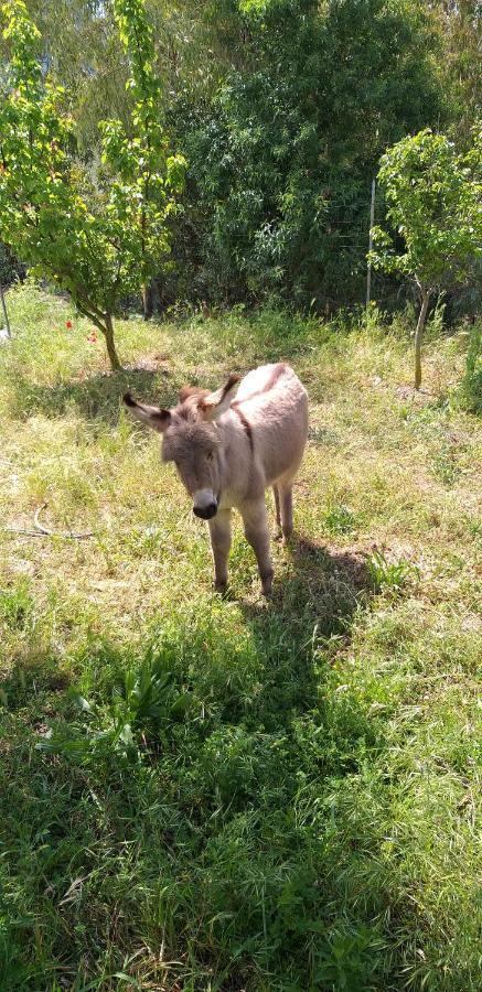 Agriturismo Funtan'Arva Loculi ภายนอก รูปภาพ